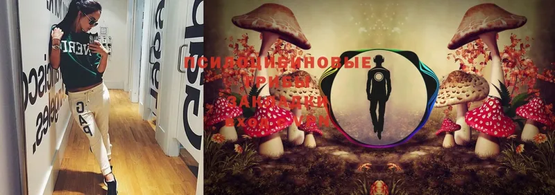 Псилоцибиновые грибы Psilocybe  ссылка на мегу зеркало  Олонец  купить наркотик 